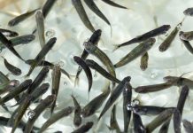 Michoacán busca sembrar vida con 200 mil peces nativos en el lago de Pátzcuaro