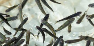 Michoacán busca sembrar vida con 200 mil peces nativos en el lago de Pátzcuaro