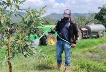 Apoyados en Michoacán más de 88 mil productores del campo: Bedolla