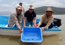 Gobierno de Michoacán siembra mil ejemplares de achoque en el lago de Pátzcuaro