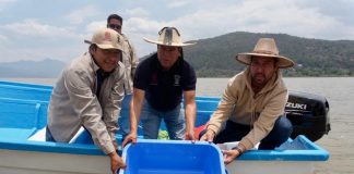 Gobierno de Michoacán siembra mil ejemplares de achoque en el lago de Pátzcuaro