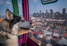 Gladyz Butanda invita a Jornada de Bienestar Animal en el teleférico de Uruapan