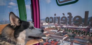 Gladyz Butanda invita a Jornada de Bienestar Animal en el teleférico de Uruapan