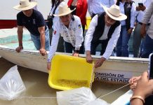 Gobierno estatal libera 40 mil crías de pez blanco para el rescate del Lago de Pátzcuaro