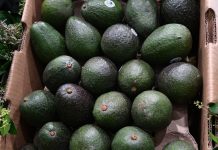 Indicación Geográfica del aguacate genera mayor valor para 48 mil productores michoacanos