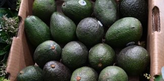 Indicación Geográfica del aguacate genera mayor valor para 48 mil productores michoacanos