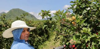 Con 242 mil toneladas, Michoacán encabeza la producción de zarzamora en México: Bedolla