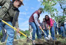 Inicia Bedolla reforestación de 32 mil árboles por obra del Morebús; plantan los primeros 5 mil en Villas del Pedregal