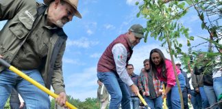 Inicia Bedolla reforestación de 32 mil árboles por obra del Morebús; plantan los primeros 5 mil en Villas del Pedregal