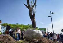 Se suman 28 árboles trasplantados a las acciones ambientales del Morebús