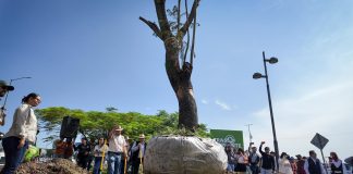 Se suman 28 árboles trasplantados a las acciones ambientales del Morebús