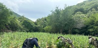 SSP y Defensa destruyen cerca de 96 mil plantas de mariguana en Huetamo